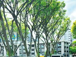 Blk 468 Teck Ghee Horizon (Ang Mo Kio), HDB 4 Rooms #562817561